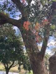 Corymbia ficifolia