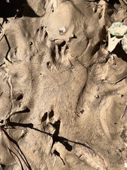 Sylvilagus aquaticus