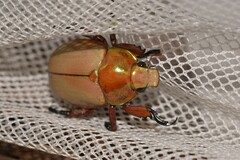 Anoplognathus viriditarsis