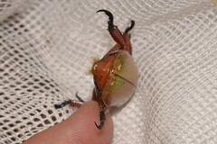 Anoplognathus viriditarsis