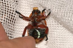 Anoplognathus viriditarsis