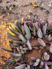 Antimima longipes