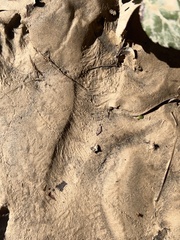 Sylvilagus aquaticus