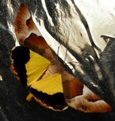 Niceteria macrocosma