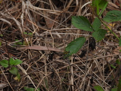 Austrogomphus amphiclitus