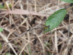Austrogomphus amphiclitus