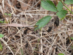 Austrogomphus amphiclitus