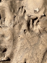 Sylvilagus aquaticus