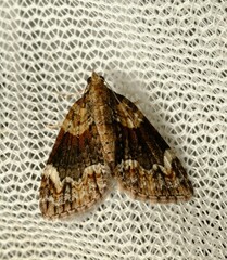 Microdes diplodonta