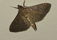 Herpetogramma
