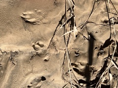 Sylvilagus aquaticus