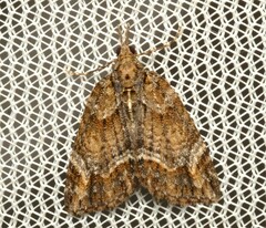 Microdes diplodonta