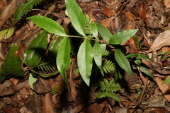 Melodinus acutiflorus