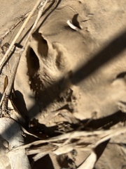 Sylvilagus aquaticus