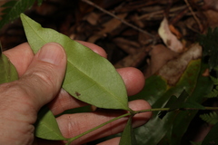 Melodinus acutiflorus