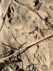 Sylvilagus aquaticus