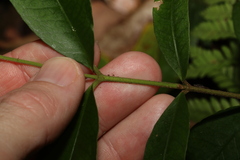 Melodinus acutiflorus