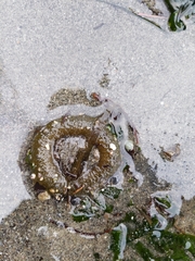 Anthopleura elegantissima