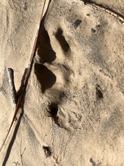 Sylvilagus aquaticus