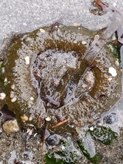 Anthopleura elegantissima