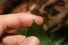 Melodinus acutiflorus