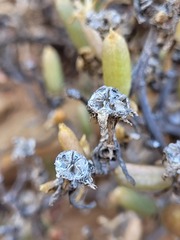 Mitrophyllum abbreviatum