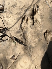 Sylvilagus aquaticus