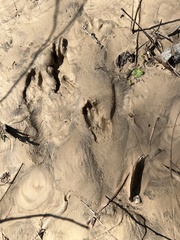 Sylvilagus aquaticus