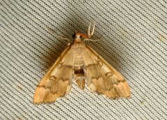 Nacoleia glageropa