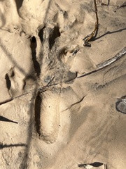 Sylvilagus aquaticus