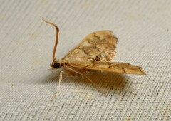Nacoleia glageropa