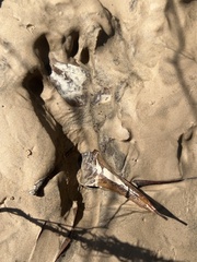 Sylvilagus aquaticus