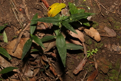 Aneilema acuminatum