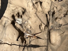 Sylvilagus aquaticus