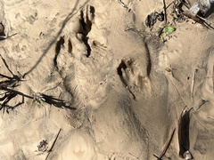 Sylvilagus aquaticus