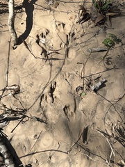 Sylvilagus aquaticus