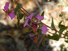 Clarkia