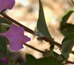 Clarkia