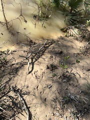 Sylvilagus aquaticus