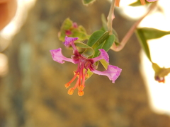 Clarkia