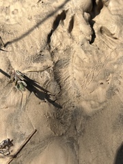 Sylvilagus aquaticus