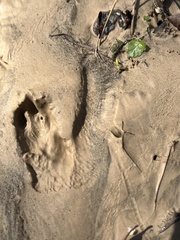 Sylvilagus aquaticus