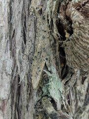 Cresponea chloroconia