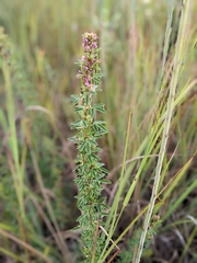 Lespedeza violacea