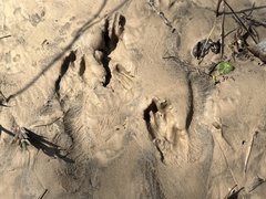 Sylvilagus aquaticus