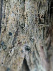 Cresponea chloroconia