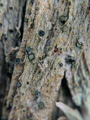 Cresponea chloroconia