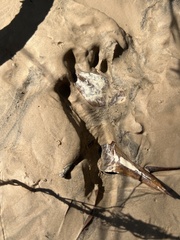 Sylvilagus aquaticus