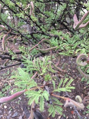 Vachellia schaffneri