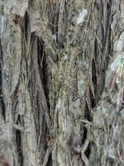 Cresponea chloroconia